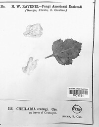 Cheilaria crataegi image